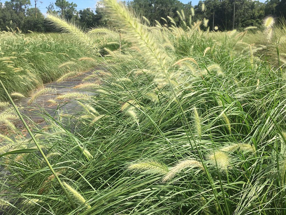 pennisetum-alopecuroides-cassian-fountain-grass