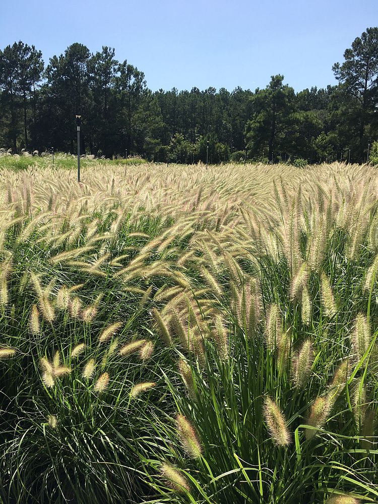 pennisetum-alopecuroides-cassian-fountain-grass