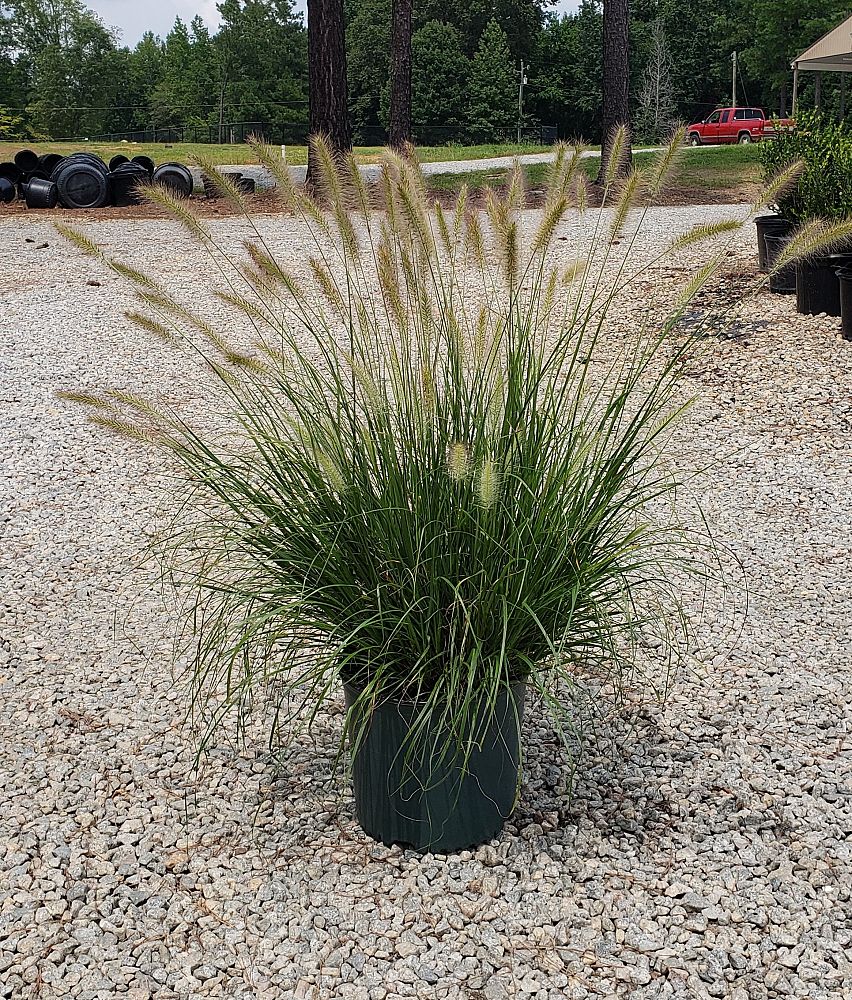 pennisetum-alopecuroides-cassian-fountain-grass