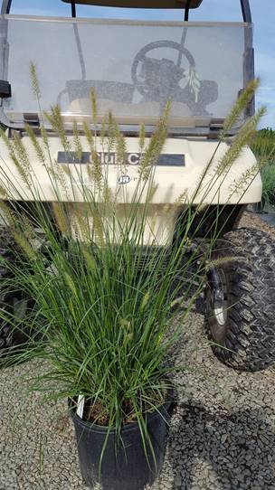 pennisetum-alopecuroides-cassian-fountain-grass