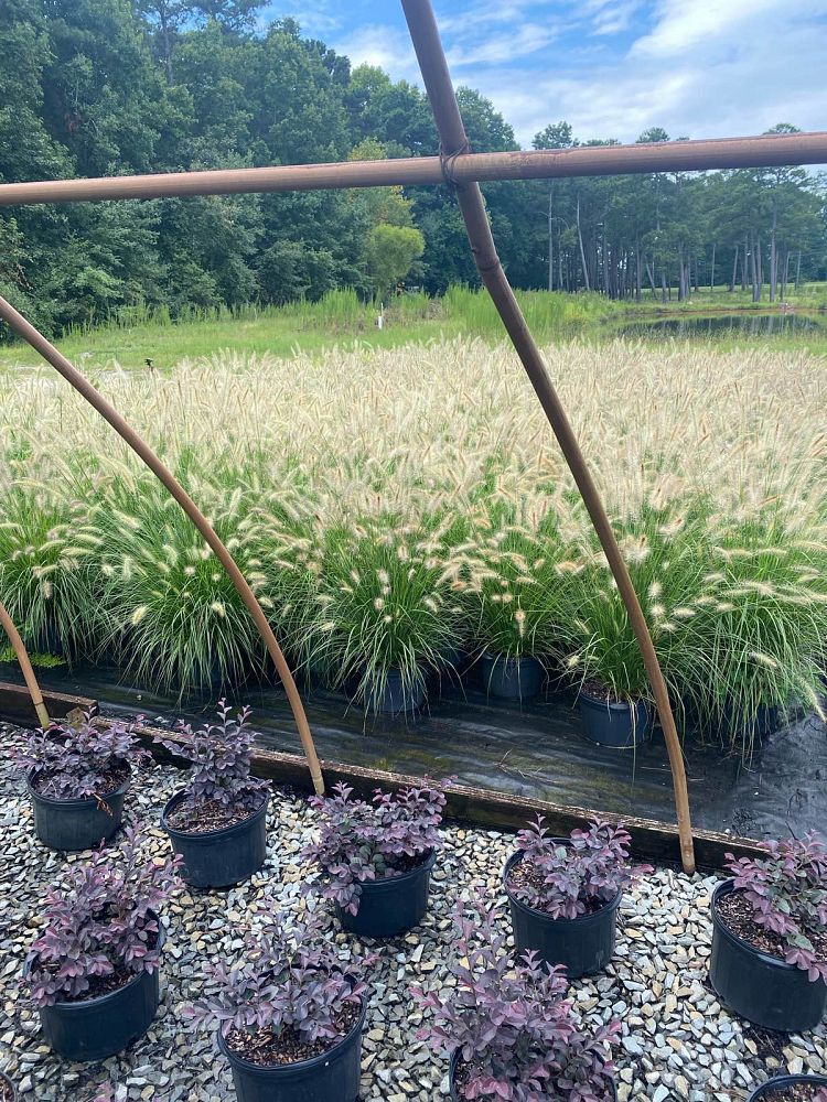 pennisetum-alopecuroides-cassian-fountain-grass