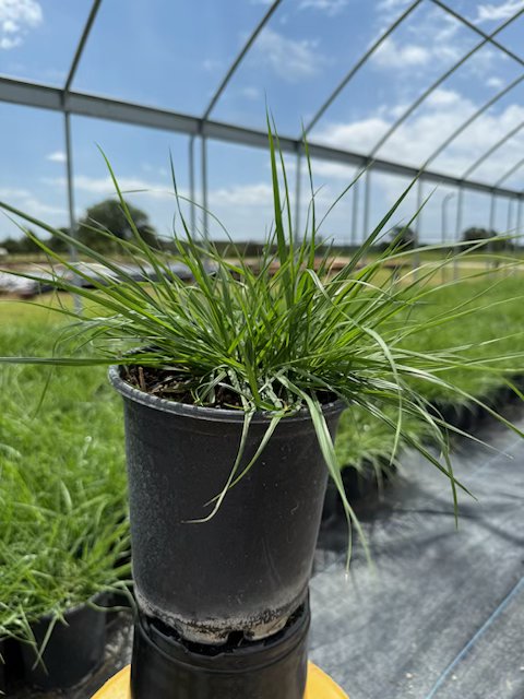 pennisetum-alopecuroides-cassian-fountain-grass