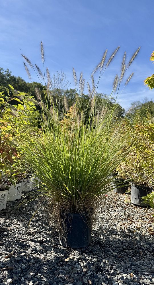 pennisetum-alopecuroides-cassian-fountain-grass