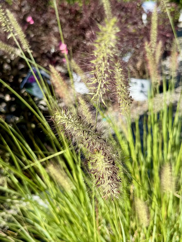 pennisetum-alopecuroides-cassian-fountain-grass