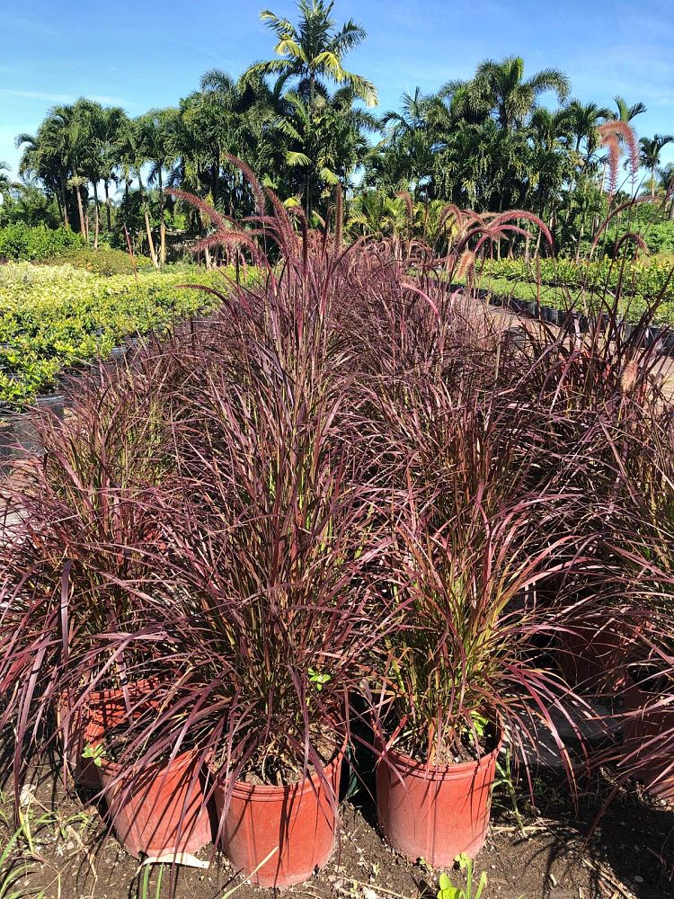 pennisetum-alopecuroides-fountain-grass-pennisetum-japonicum