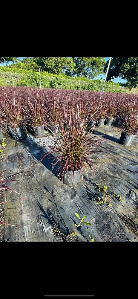 pennisetum-alopecuroides-fountain-grass-pennisetum-japonicum