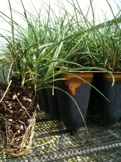 pennisetum-alopecuroides-hameln-fountain-grass