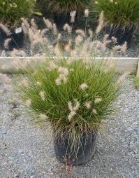 pennisetum-alopecuroides-hameln-fountain-grass