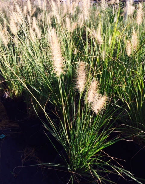 pennisetum-alopecuroides-hameln-fountain-grass
