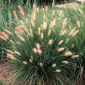 pennisetum-alopecuroides-hameln-fountain-grass