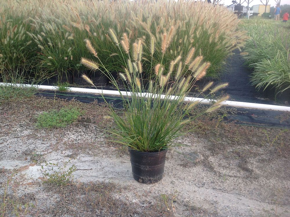 pennisetum-alopecuroides-hameln-fountain-grass