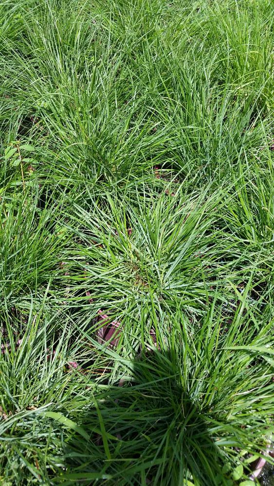 pennisetum-alopecuroides-hameln-fountain-grass