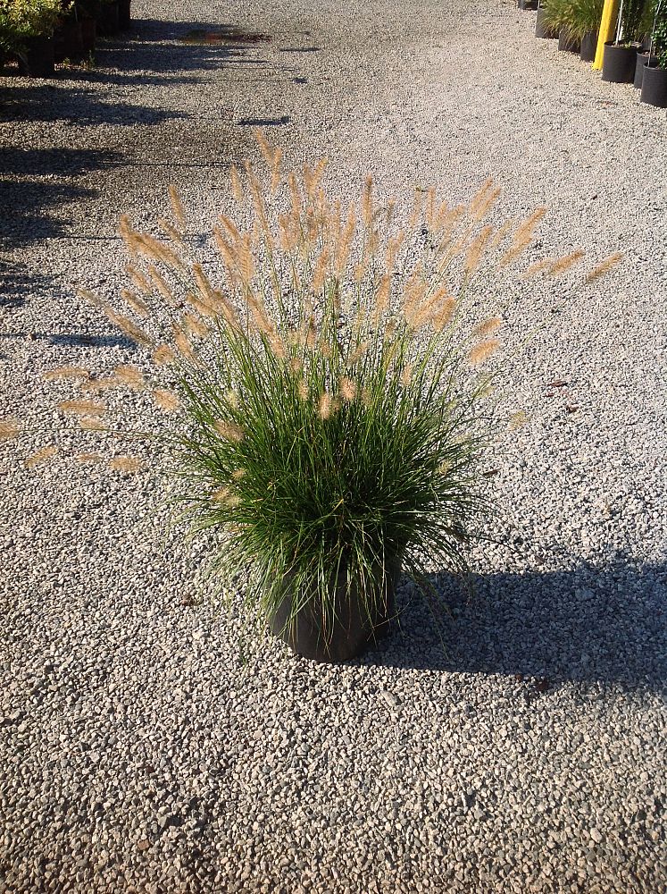 pennisetum-alopecuroides-hameln-fountain-grass