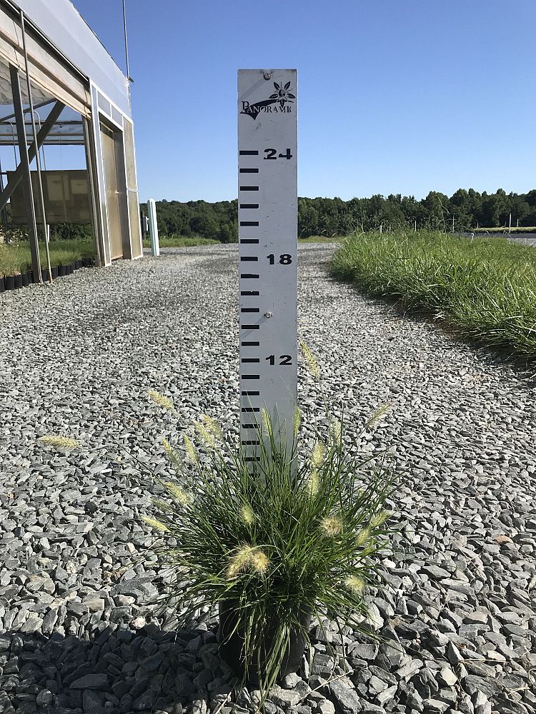 pennisetum-alopecuroides-hameln-fountain-grass