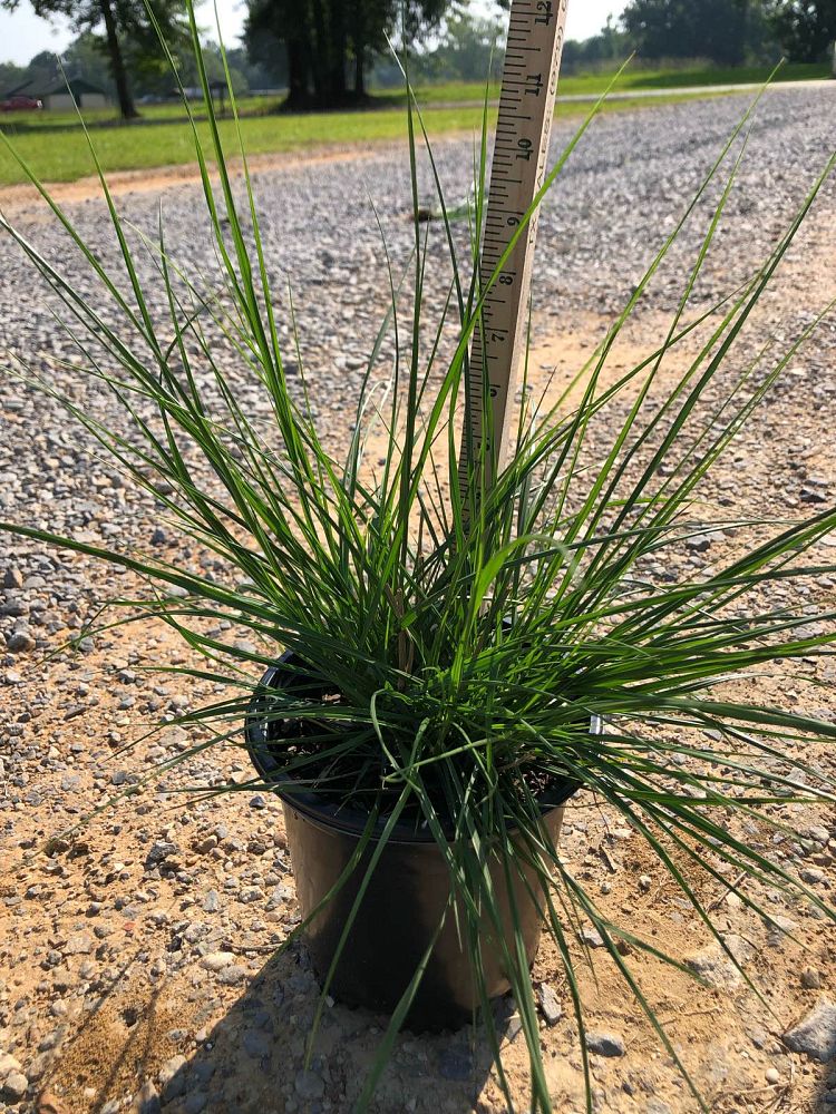 pennisetum-alopecuroides-hameln-fountain-grass