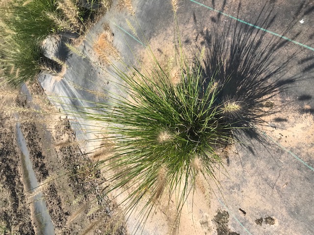 pennisetum-alopecuroides-hameln-fountain-grass