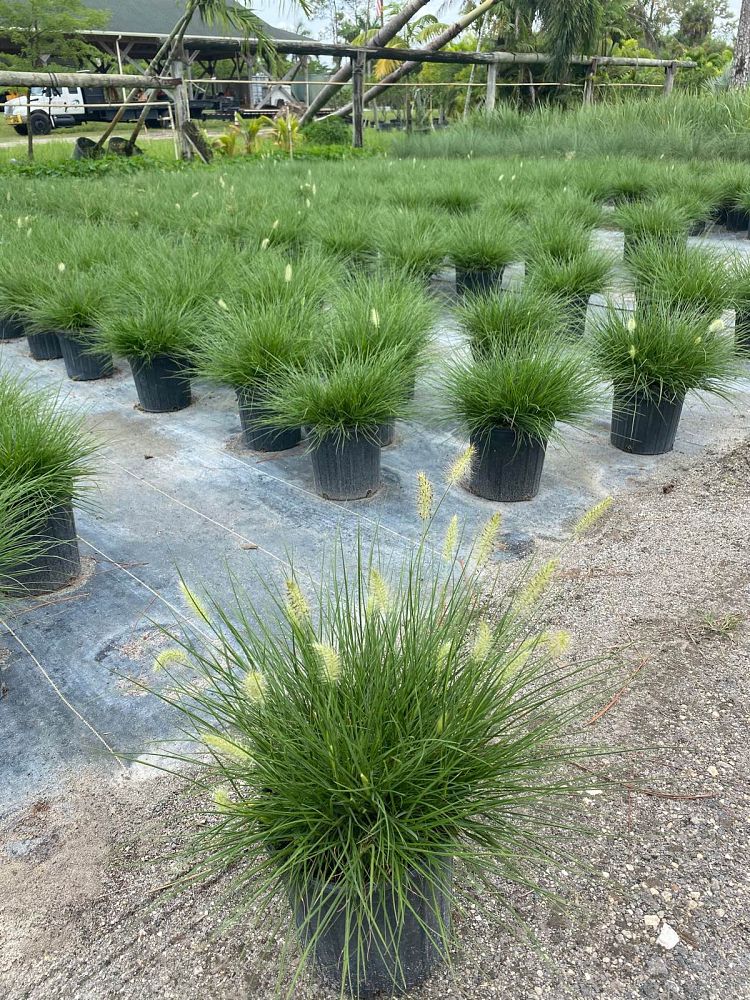 pennisetum-alopecuroides-hameln-fountain-grass