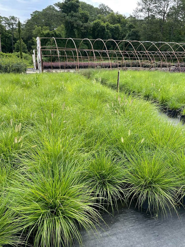 pennisetum-alopecuroides-hameln-fountain-grass