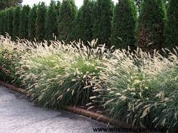 pennisetum-alopecuroides-hameln-fountain-grass