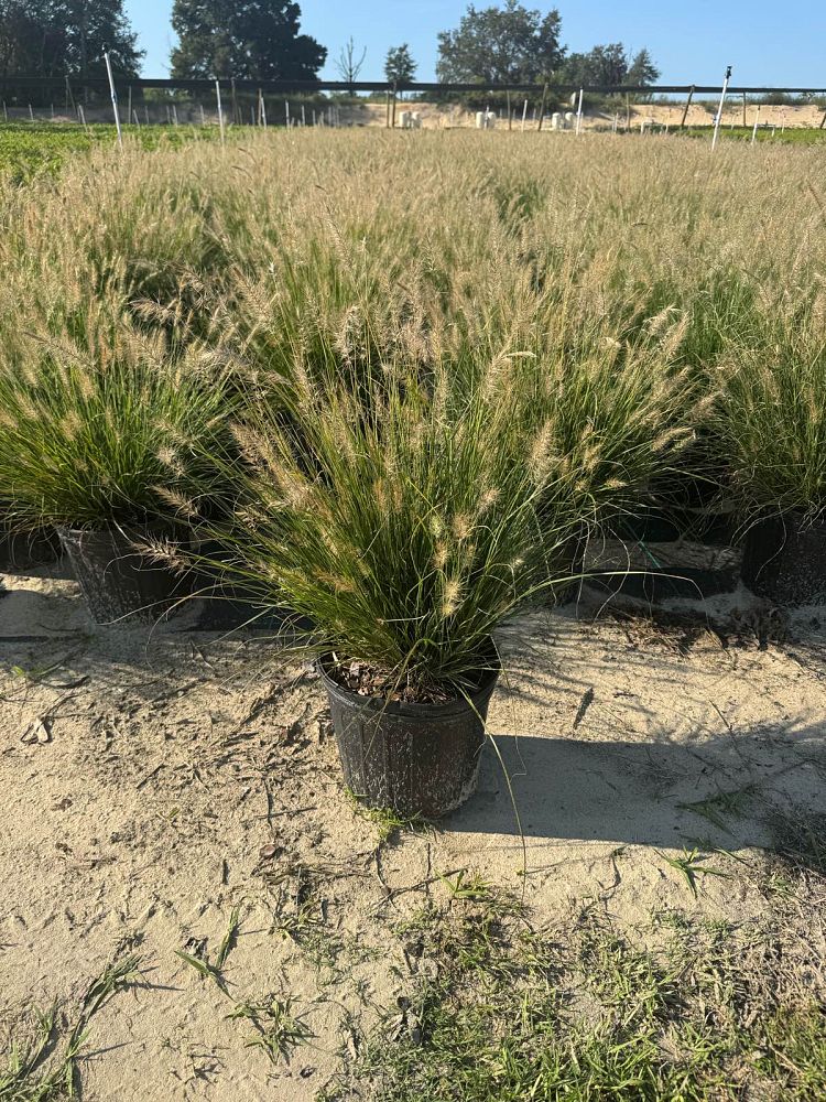 pennisetum-alopecuroides-hameln-fountain-grass