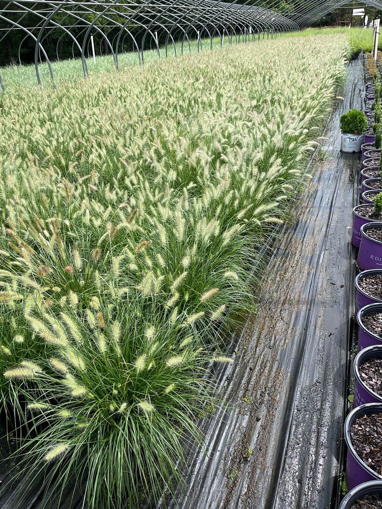 pennisetum-alopecuroides-hameln-fountain-grass