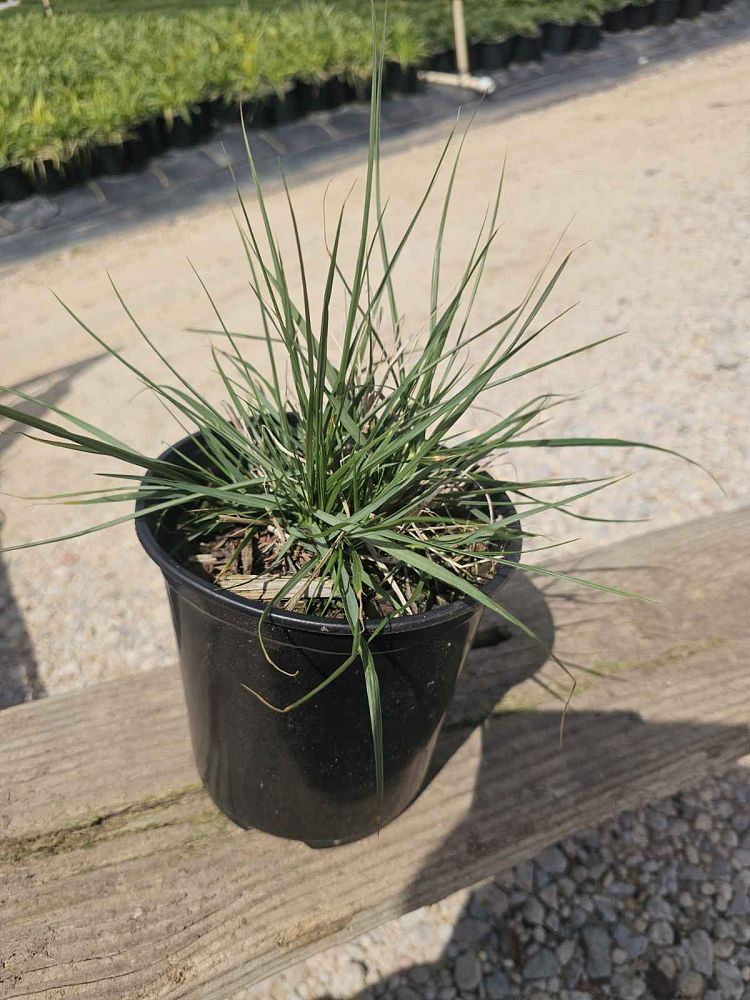 pennisetum-alopecuroides-hameln-fountain-grass