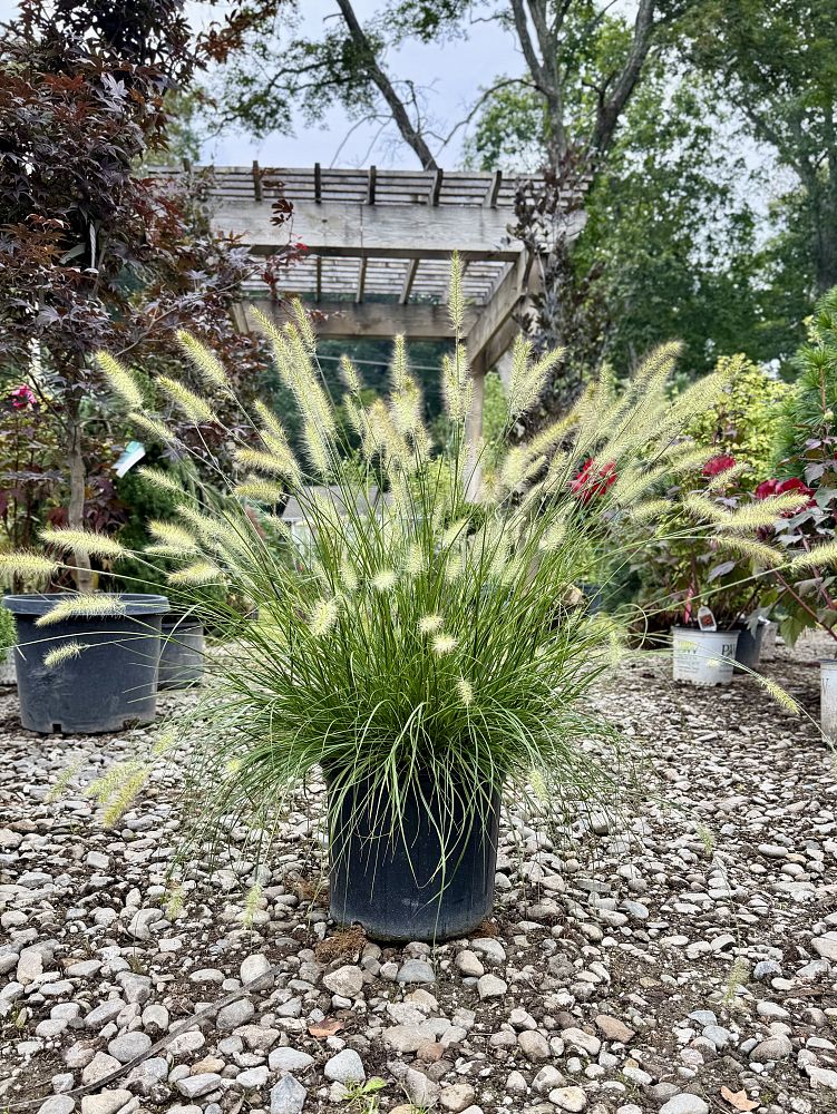 pennisetum-alopecuroides-hameln-fountain-grass