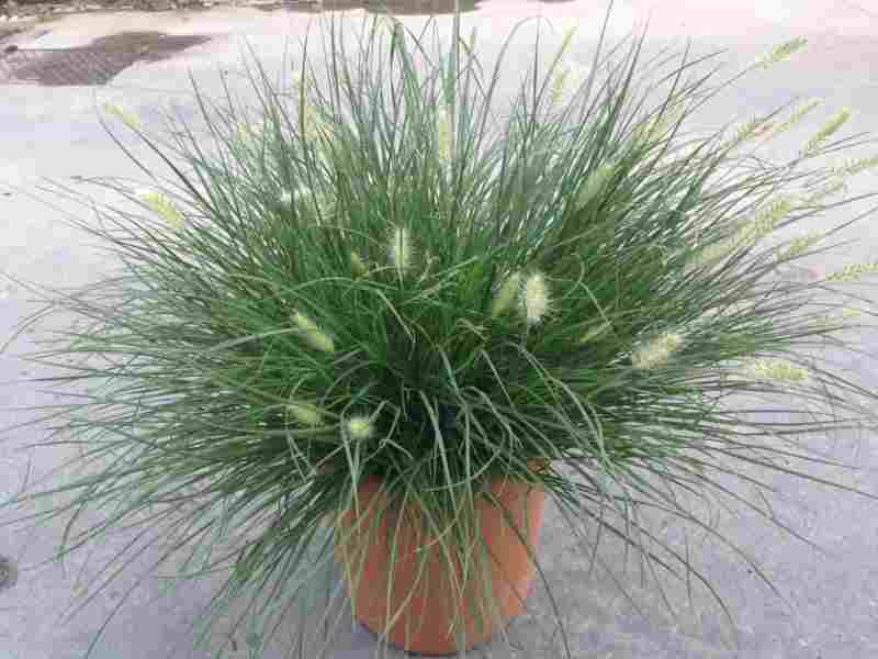 pennisetum-alopecuroides-little-bunny-fountain-grass