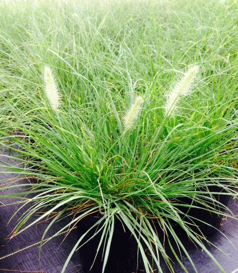 pennisetum-alopecuroides-little-bunny-fountain-grass
