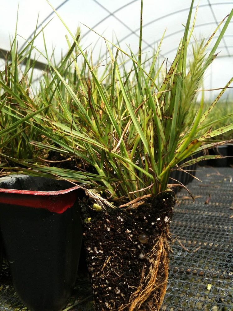 pennisetum-alopecuroides-little-bunny-fountain-grass