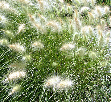 pennisetum-alopecuroides-little-bunny-fountain-grass