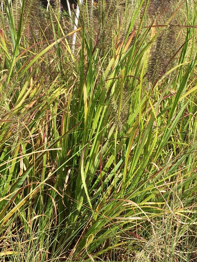 pennisetum-alopecuroides-moudry-fountain-grass-black