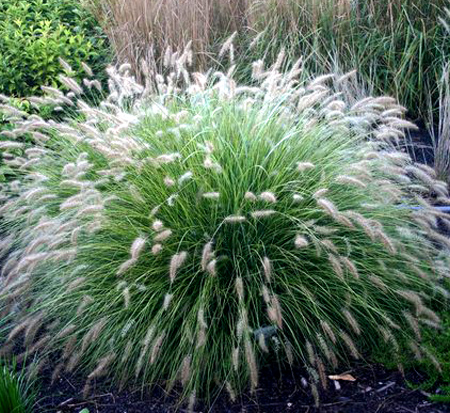 pennisetum-alopecuroides-piglet-fountain-grass