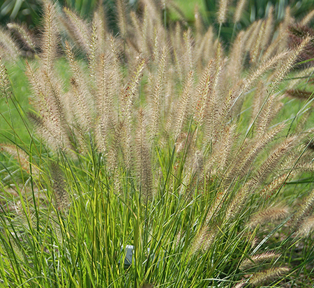 pennisetum-alopecuroides-yellow-ribbons-fountain-grass