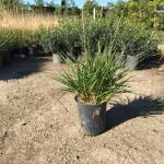 pennisetum-fairy-tails-fountain-grass