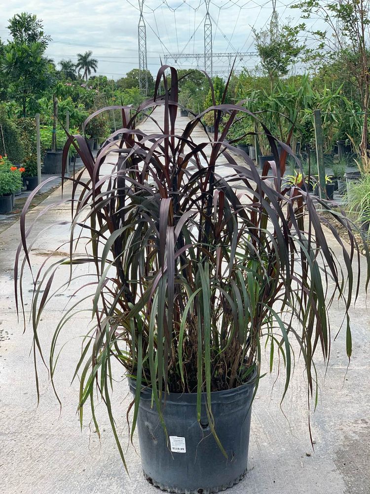 pennisetum-first-knight-fountain-grass