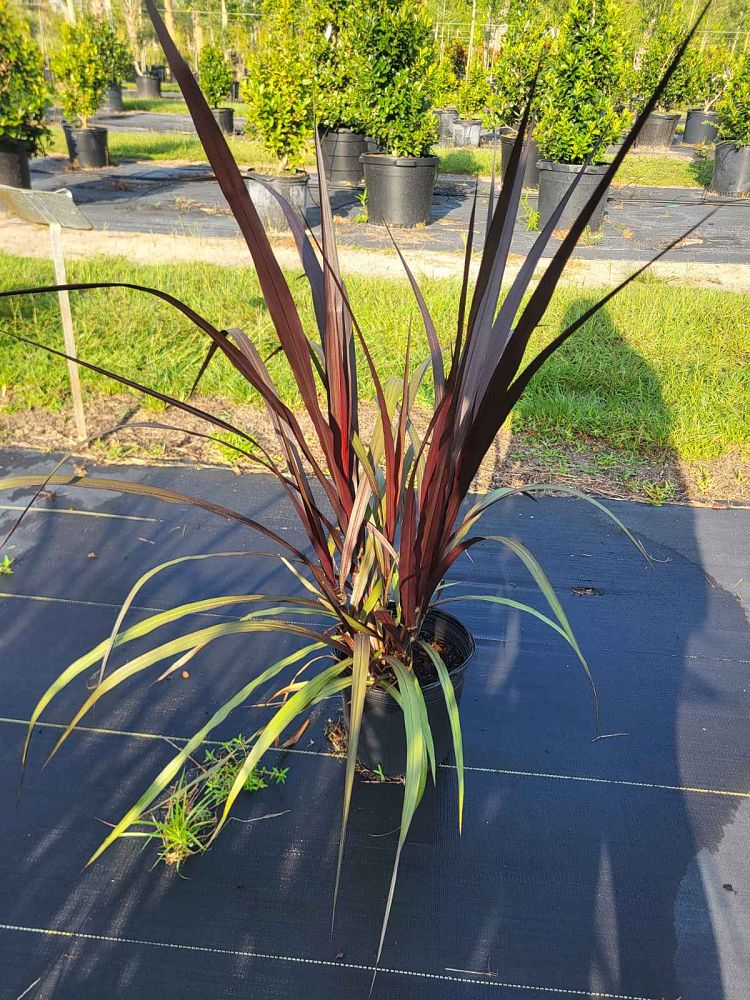 pennisetum-first-knight-fountain-grass