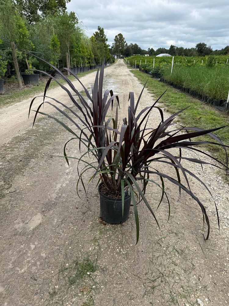 pennisetum-first-knight-fountain-grass