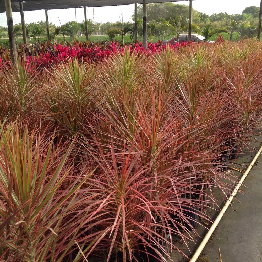 pennisetum-fountain-grass