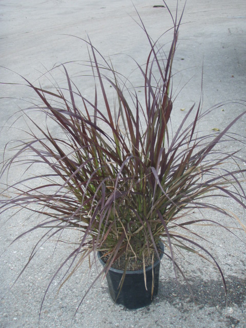 pennisetum-fountain-grass