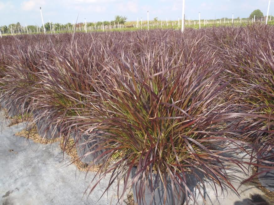 pennisetum-fountain-grass