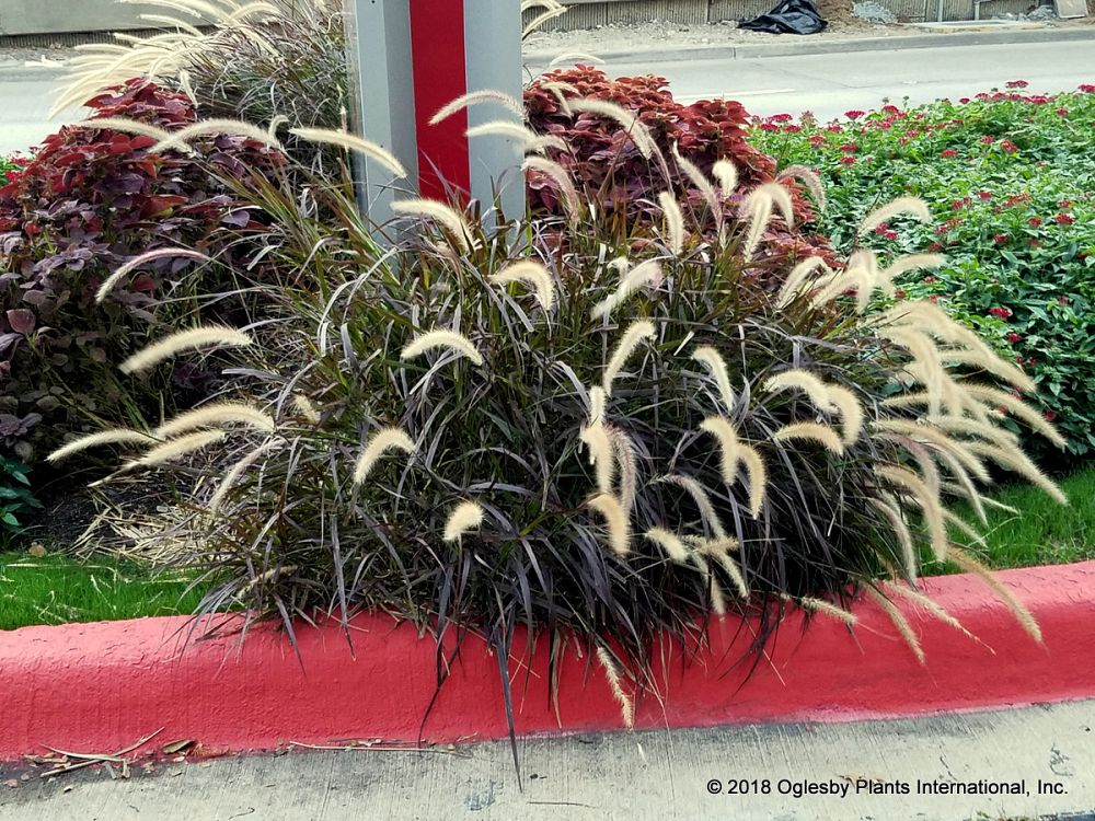 pennisetum-fountain-grass