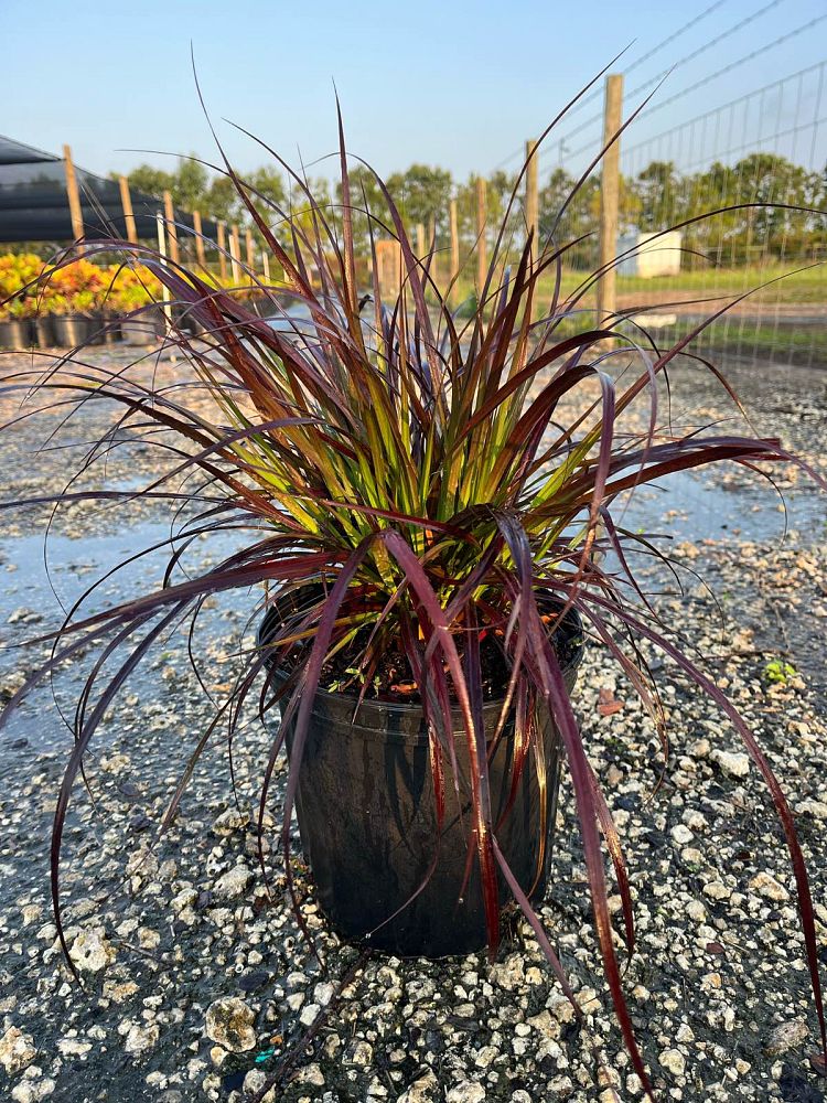 pennisetum-fountain-grass