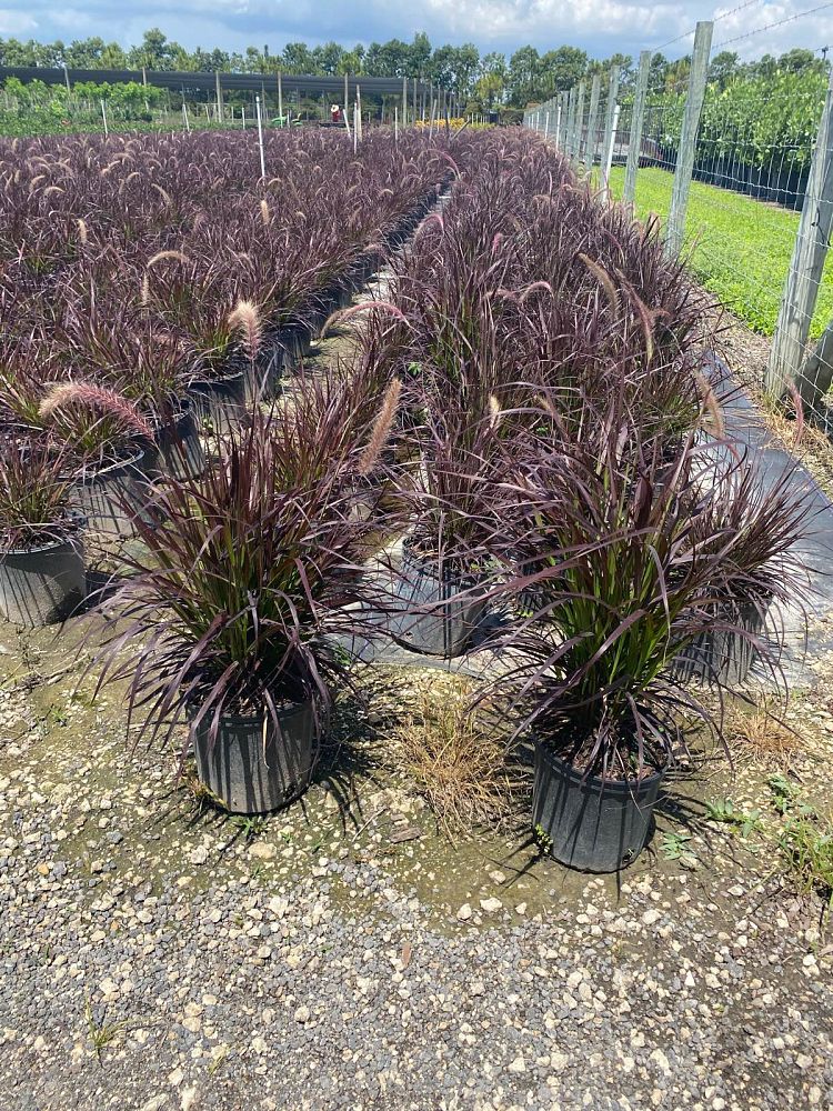 pennisetum-fountain-grass