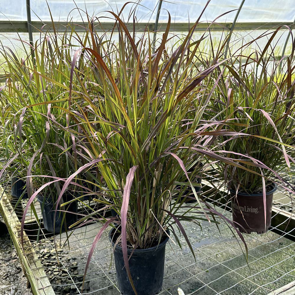 pennisetum-fountain-grass