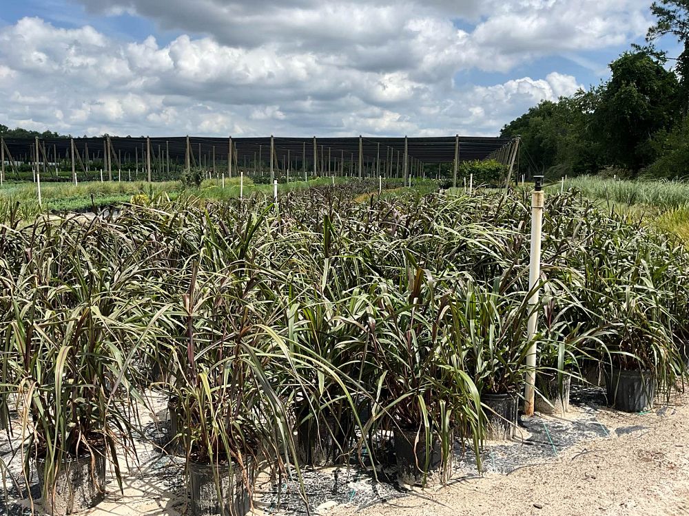 pennisetum-majestic-fountain-grass