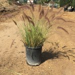 pennisetum-orientale-chinese-fountain-grass