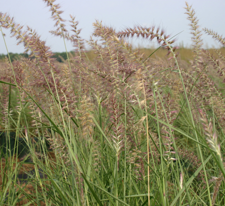 pennisetum-orientale-karley-rose-chinese-fountain-grass