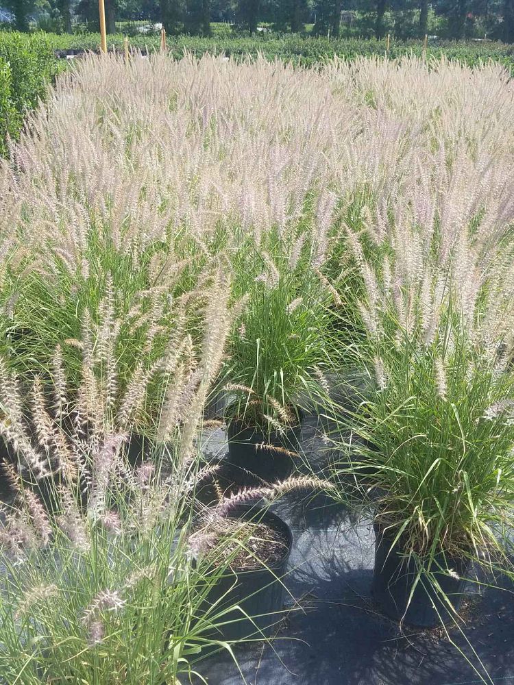 pennisetum-orientale-karley-rose-chinese-fountain-grass
