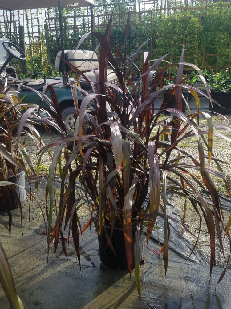 pennisetum-purpureum-princess-caroline-elephant-grass-napiergrass